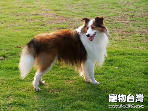 喜樂蒂牧羊犬的護理知識(1圖)-寵物台灣