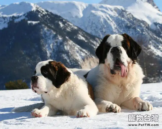 聖伯納犬的性格特點