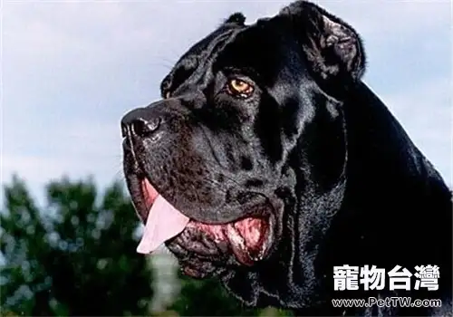 意大利卡斯羅犬的護理常識