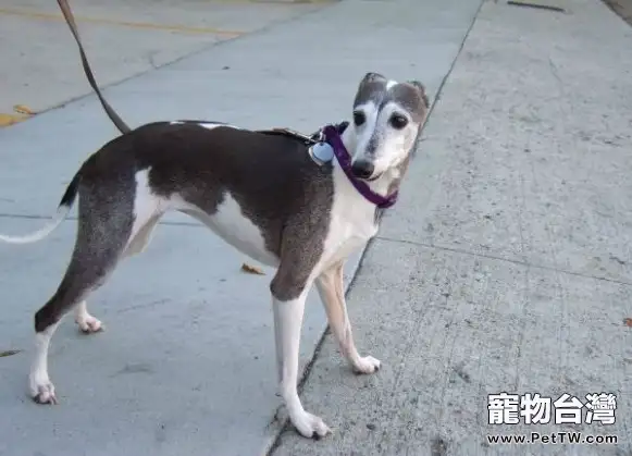 意大利靈緹犬的護理知識(1圖)-寵物台灣
