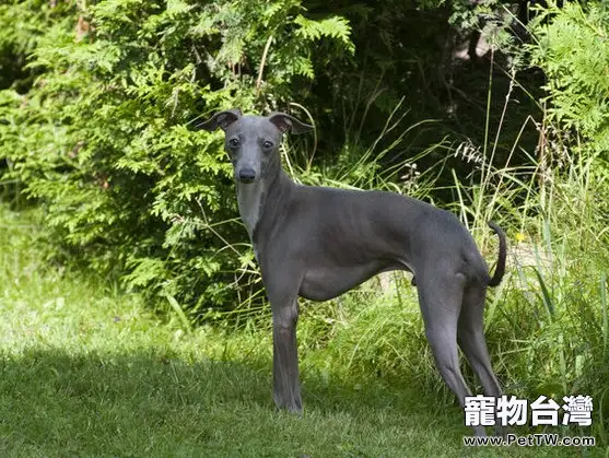 意大利靈緹犬的飼養要點(1圖)-寵物台灣