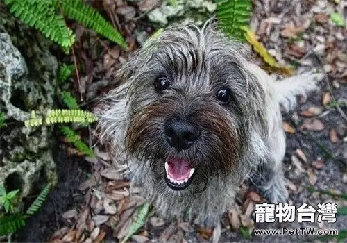 凱安梗的性格特點(1圖)-寵物台灣