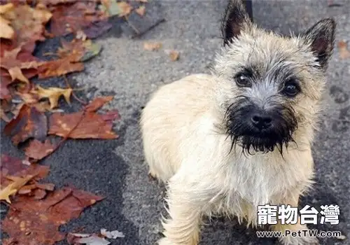凱安梗的護理常識