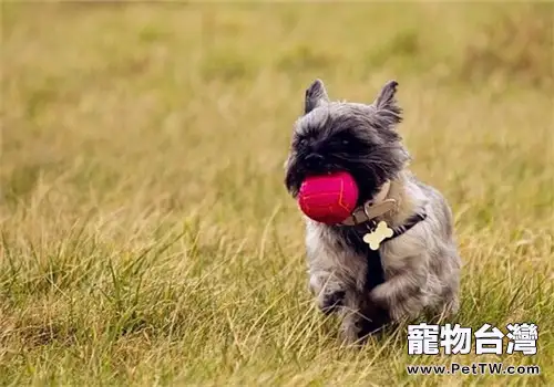 凱安梗的飼養要點(1圖)-寵物台灣
