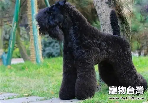 凱利藍梗的品種簡介(1圖)-寵物台灣