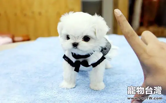 馬爾濟斯犬的性格特點(1圖)-寵物台灣