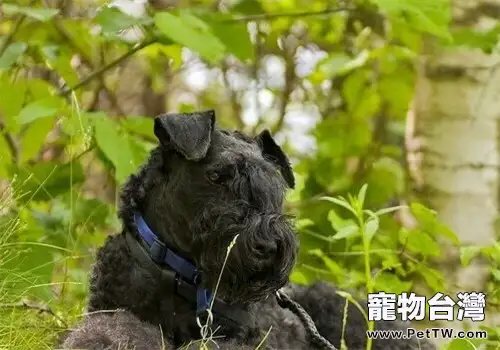 凱利藍梗的性格特點（1圖）-寵物台灣