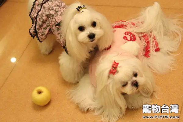 馬爾濟斯犬的飼養要點