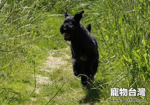 凱利藍梗的飼養要點（1圖）-寵物台灣