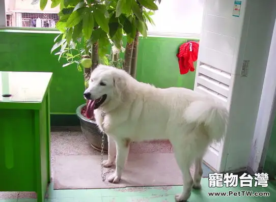 中型犬的健康飼養管理辦法