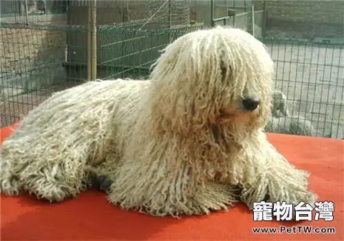 可蒙犬的護理常識（1圖）-寵物台灣