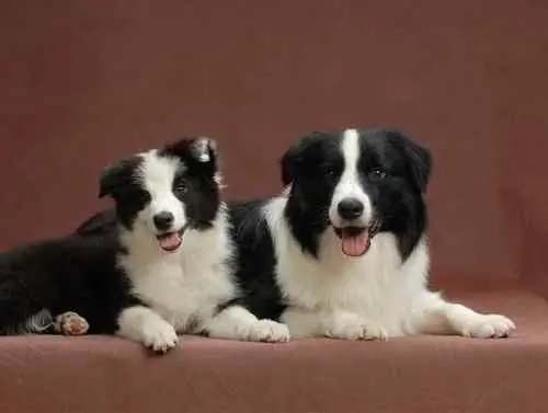 邊境牧羊犬毛髮的梳理方法(1圖)-寵物台灣