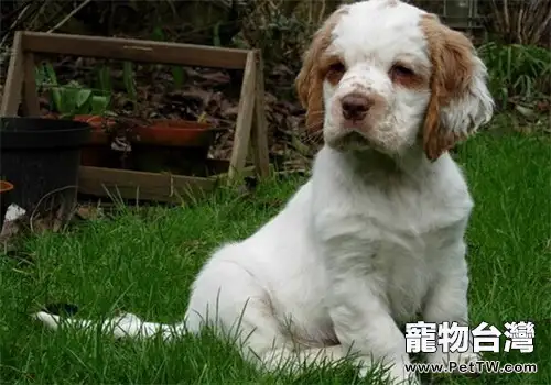 克倫伯獵鷸犬的品種簡介