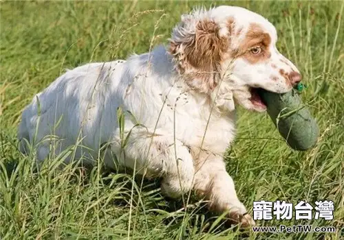 克倫伯獵鷸犬的形態特徵