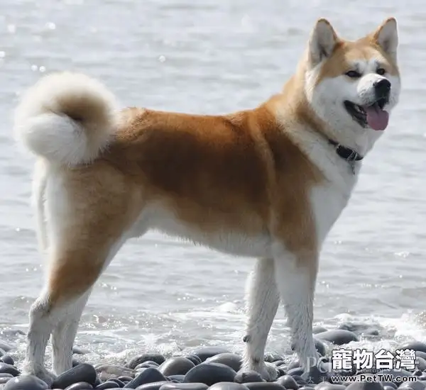 秋田犬的品種簡介（1圖）-寵物台灣