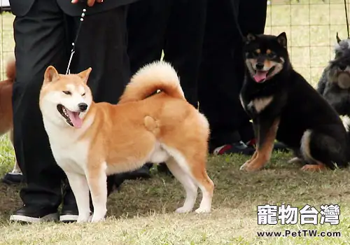 秋田犬的形態特徵