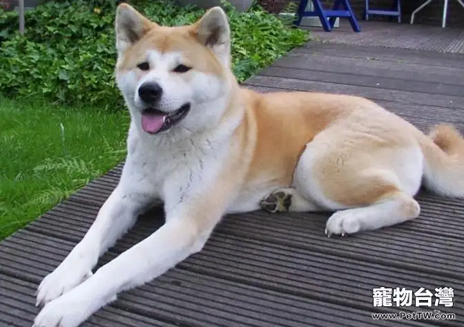 秋田犬的性格特點(1圖)-寵物台灣