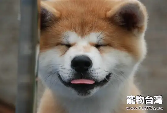 秋田犬的護理知識（1圖）-寵物台灣