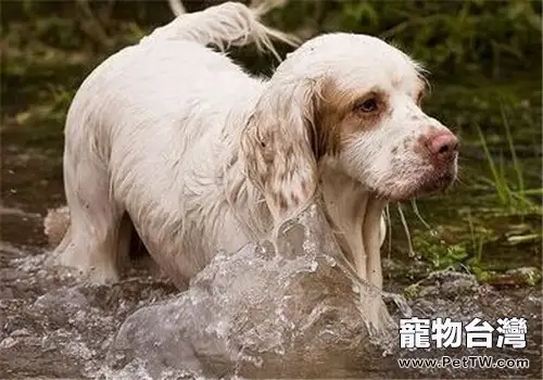 克倫伯獵鷸犬的飼養要點