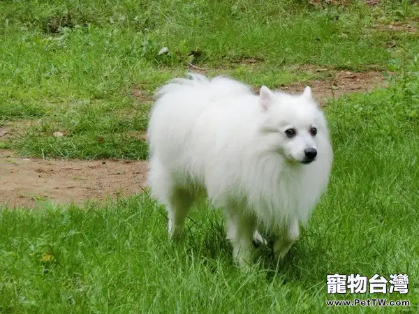 日本尖嘴犬的飼養要點