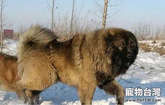 純種高加索犬特徵及如何挑選(1圖)-寵物台灣