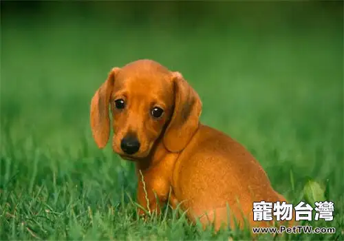 臘腸犬的形態特徵