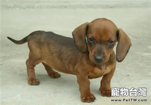 臘腸犬的性格特點（1圖）-寵物台灣