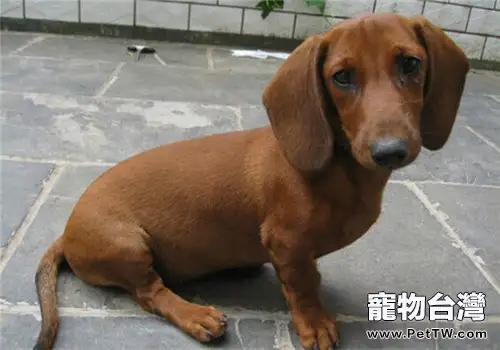 臘腸犬的護理常識(1圖)-寵物台灣