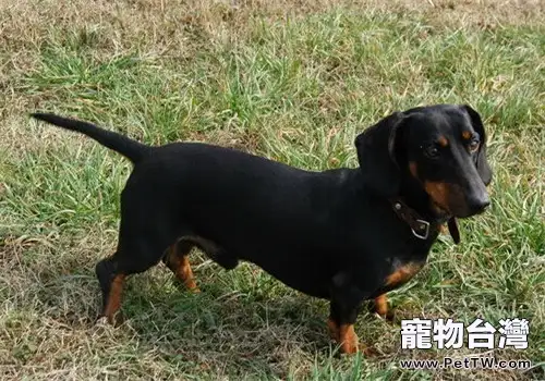 臘腸犬的飼養要點(1圖)-寵物台灣