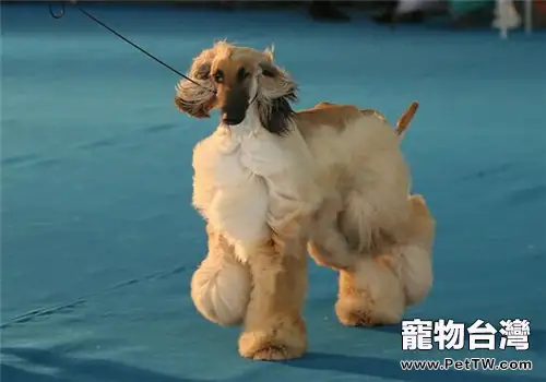 阿富汗獵狗的飼養要點(1圖)-寵物台灣
