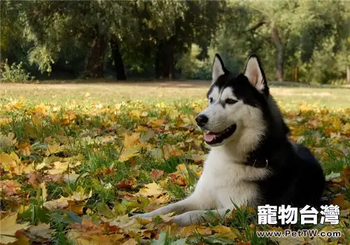 阿拉斯加雪橇犬的飼養要點(1圖)-寵物台灣