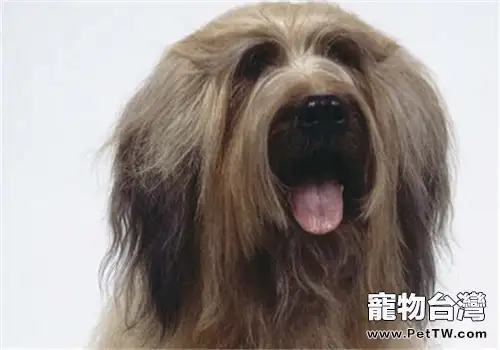 伯瑞犬可以吃大蒜嘛