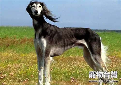 東非獵犬的飼養要點