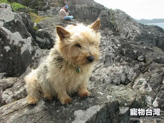 諾維茨梗的品種簡介