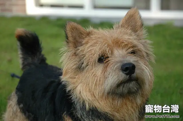 諾維茨梗的形態特徵(1圖)-寵物台灣