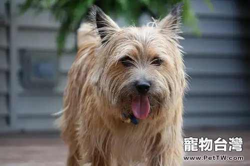 諾維茨梗的性格特點