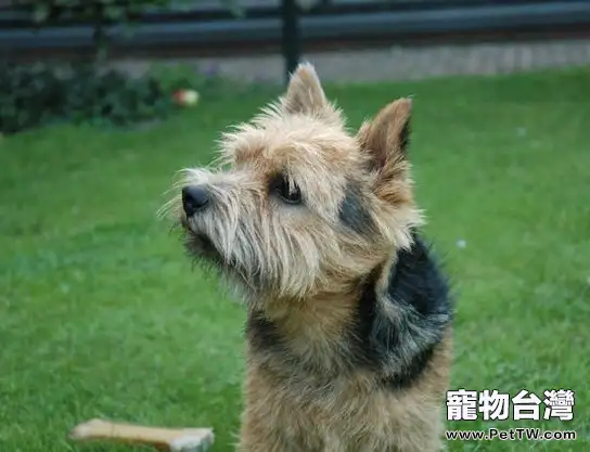 諾維茨梗的護理知識（1圖）-寵物台灣