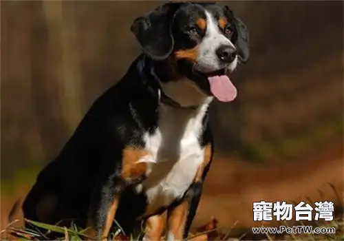 恩特雷布赫山地犬的飼養要點