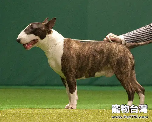 牛頭梗的飼養要點