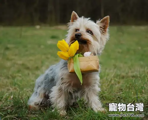 澳洲絲毛梗的護理知識