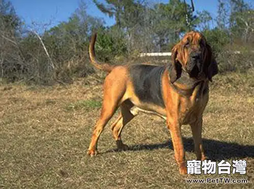 尋血獵犬的品種簡介