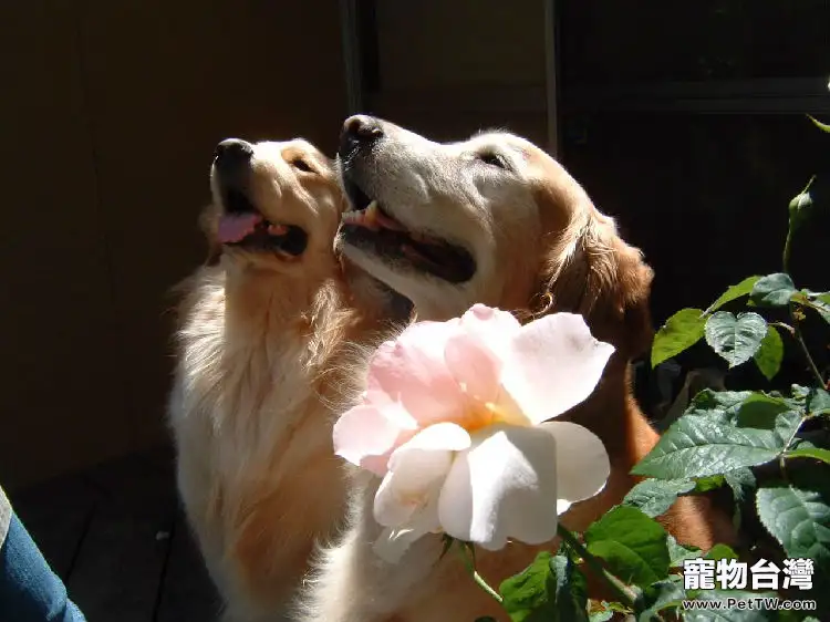 關於狗爪子的六個誤區