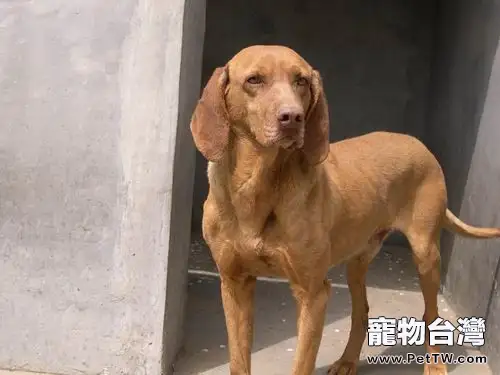 尋血獵犬的護理知識(1圖)-寵物台灣