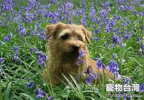 羅福梗的形態特徵(1圖)-寵物台灣