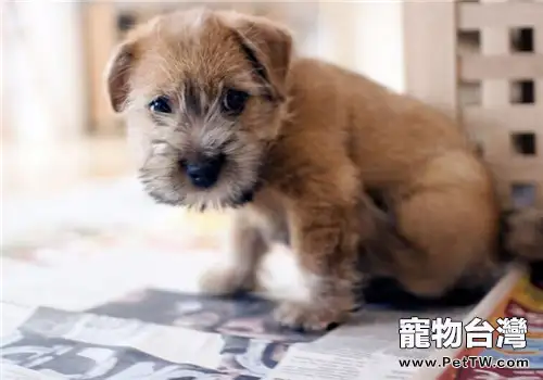 羅福梗的性格特點(1圖)-寵物台灣