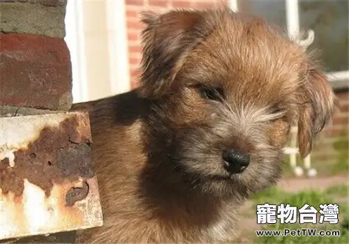 羅福梗的飼養要點