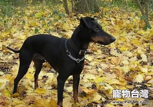 曼徹斯特梗的形態特徵