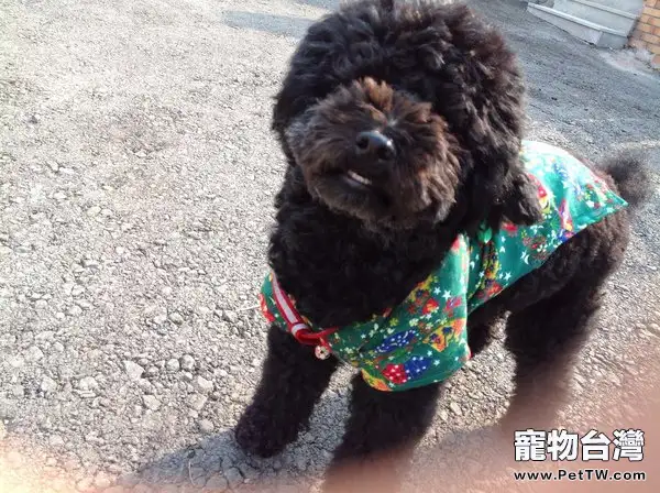 葡萄牙水狗的飼養要點(1圖)-寵物台灣