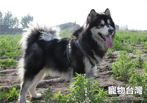 阿拉斯加雪橇犬如何飼養?(1圖)-寵物台灣