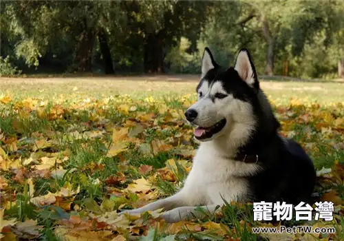 後會無期中的狗是阿拉斯加雪橇犬雪橇犬嗎?(1圖)-寵物台灣